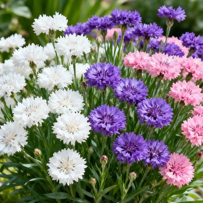 🌱Premium Cornflower Seeds – The "Unstoppable" Wildflower That Grows Anywhere